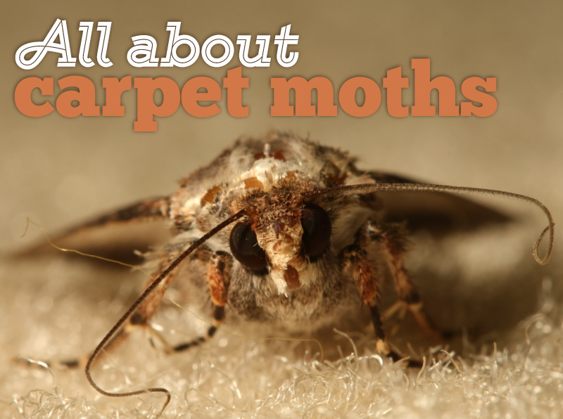 All About Carpet Moths | Cure-All Pest Control