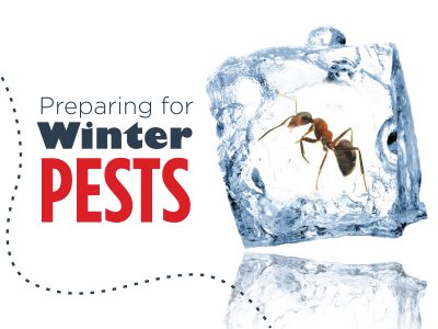 Preparing for Winter Pests