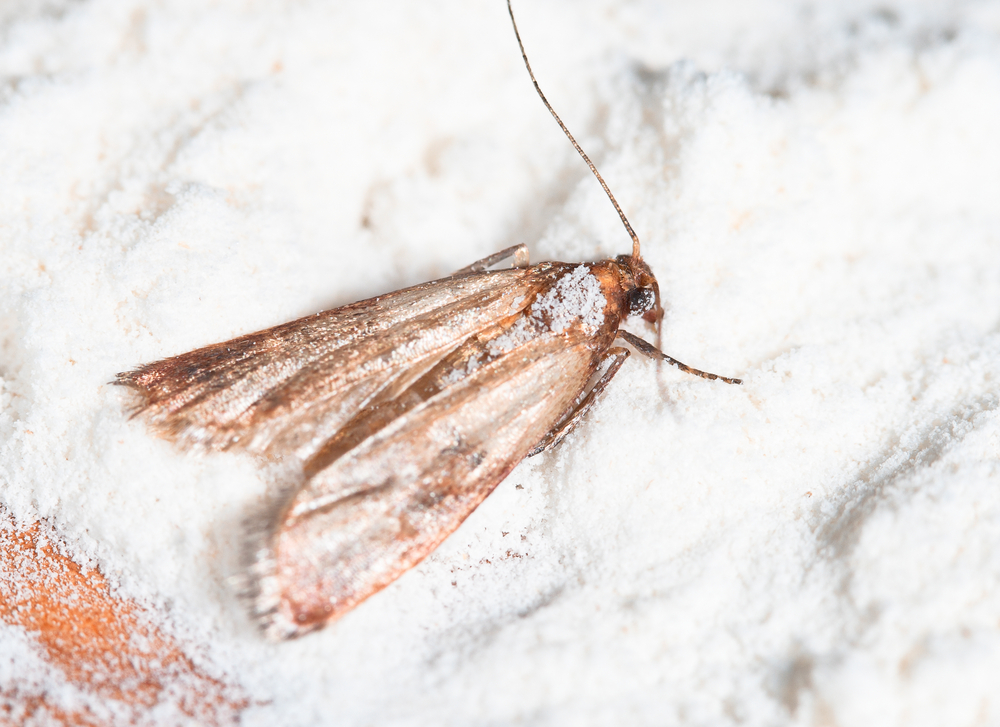 How To Control Pantry Moths