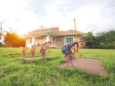 When is the best time to do pest control in Queensland?