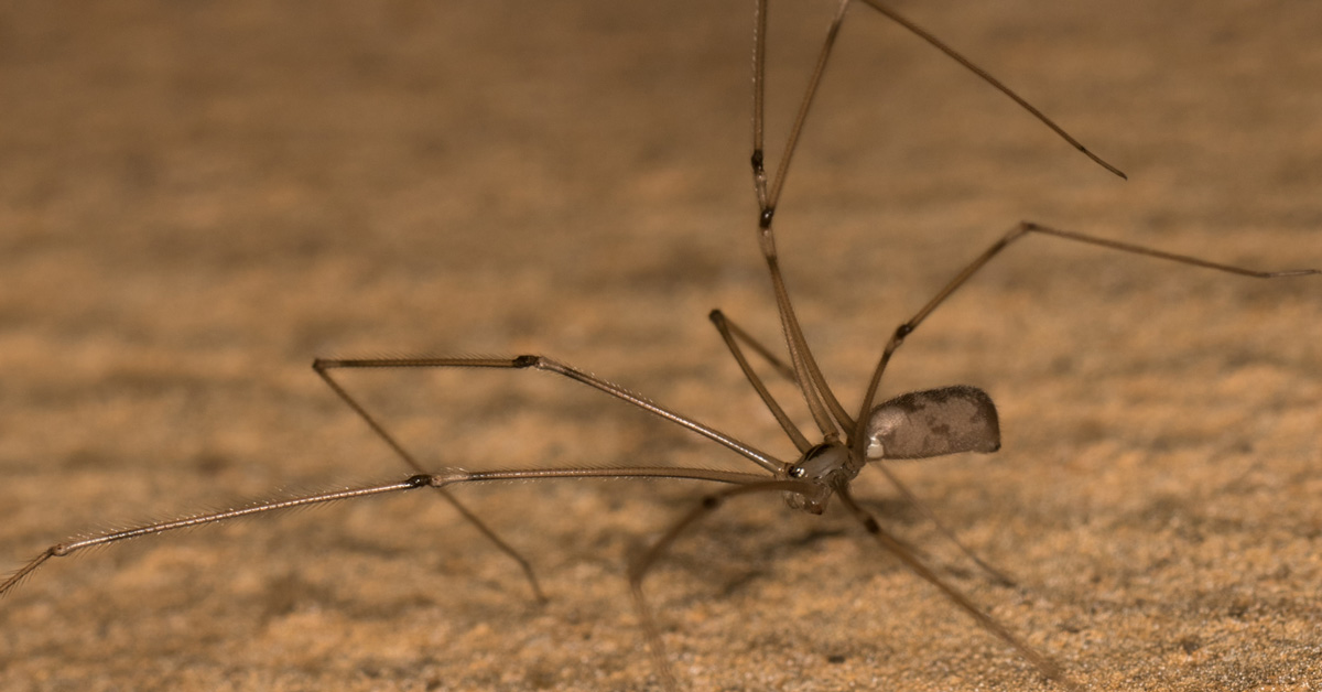 How did daddy long legs spiders get their name? - Quora