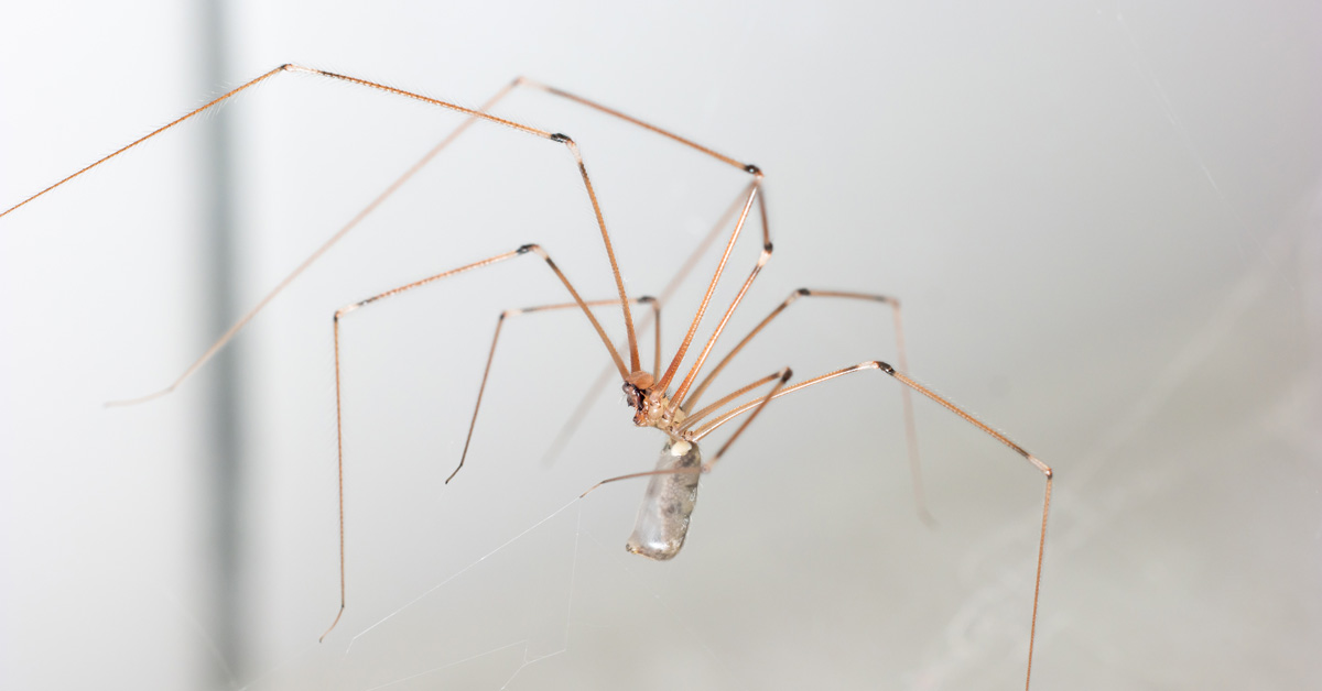 Myth: Daddy-longlegs would be deadly but