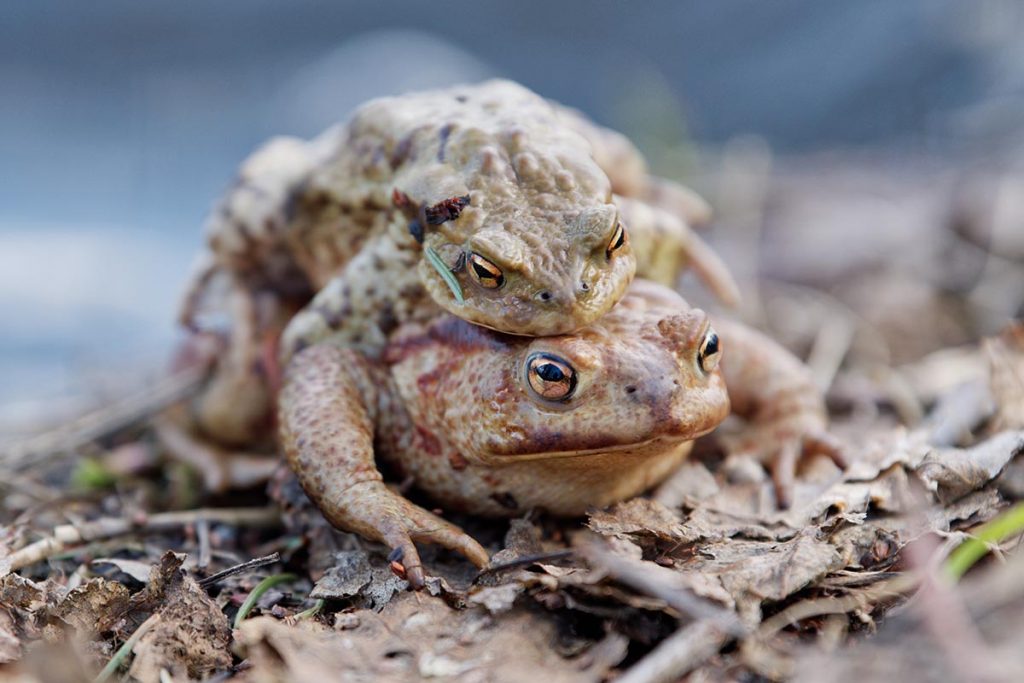 Methods of Adult Cane Toad Control