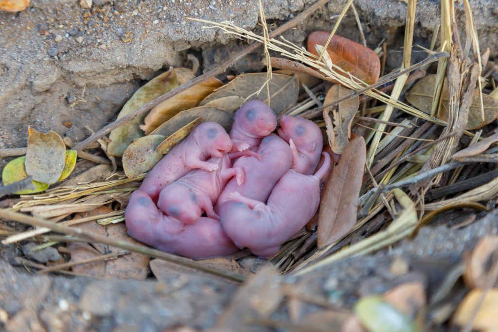 Do Rats Breed in Winter