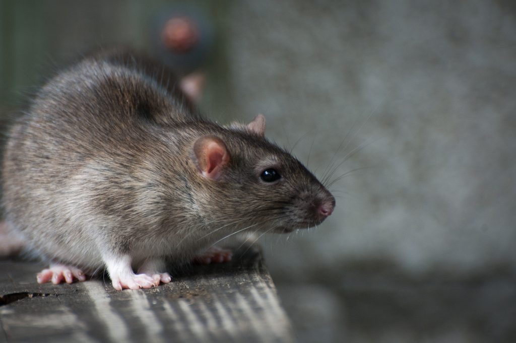 Cure All Rat Pest Control Gold Coast