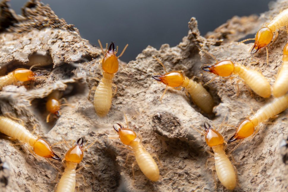 Termite Inspections in Brisbane with Cure All