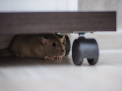 How To Prevent Mice from Entering Your Home