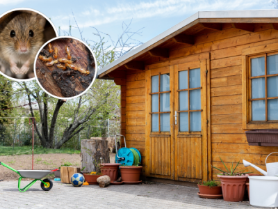 Shed Pest Control: A Homeowner’s Guide