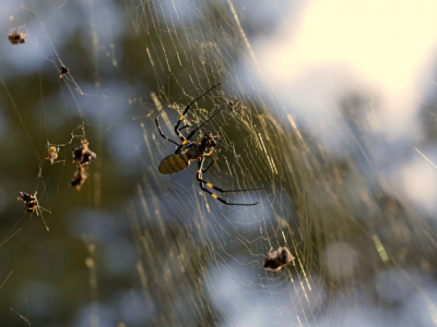 Spider Pest Control: The Gold Coast’s 10 Most Common Species