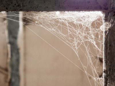 Identifying Spiders by Their Webs: A Guide to Common Australian Spiders