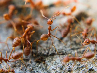 Why Should You Care About Fire Ants?